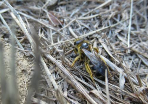 Halictus sp.